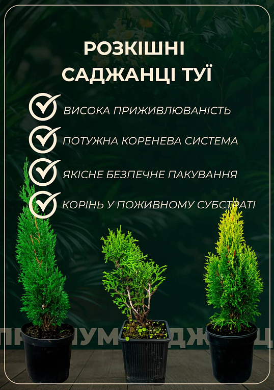 Туя західна "Golden Globe" С2, висота 20-25см - фото 6