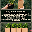 Полуниця садова "Фейт" укорінена у контейнері