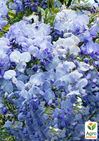 Глициния 3-х летняя японская "Блю Дрим" (Wisteria japanese Blue Dream) С2, высота саженца 60-100см - фото 3