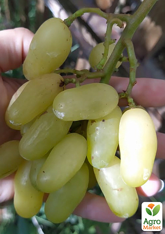 Виноград "Алінка" (надранній, двостатевий, великий виноград із солодкою, хрусткою, тонкошкірою ягодою) - фото 8