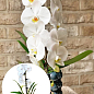 Орхідея (Phalaenopsis) "Cascad Formidablo" висота 35-45см