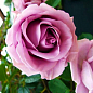Роза плетистая "Indigoletta" (саженец класса АА+) высший сорт цена