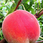 Персик "Харнас" (літній сорт, ранній термін дозрівання) цена