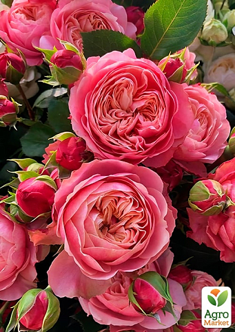 Троянда піоноподібна "Victorian Classic" (саджанець класу АА+) вищий сорт