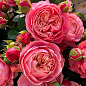 Роза пионовидная "Victorian Classic" (саженец класса АА+) высший сорт