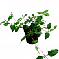 Солодка трава ацтеків «Lippia dulcus» (підсолоджувач, лікарська рослина) купить