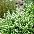 Хоста "Undulata Albomarginata" 