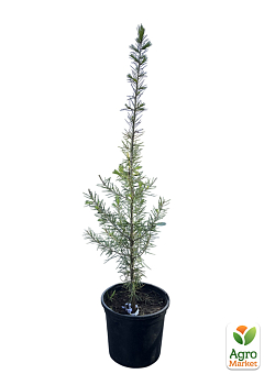 Кедр Ліванський (Cedrus libani) С1,5, висота 30-40 см10