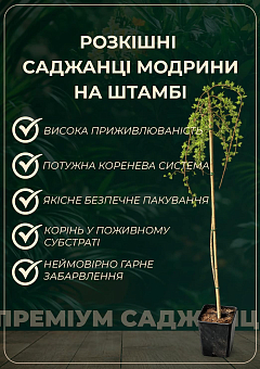 Модрина Європейська на штамбі  "Larix Pendula" С2, висота 60-70см14