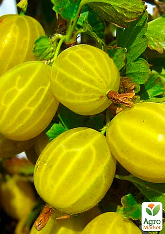 Эксклюзив! Крыжовник ярко-малахитовый "На удачу" (Good luck) (премиальный высокоурожайный сорт)