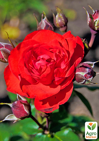 LMTD Троянда 2-х річна "Satchmo" (укорінений саджанець у горщику, висота 25-35см) - фото 2