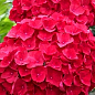 LMTD Гортензія macrophylla "Hot Red" 5-річна (висота 45-75см) купить