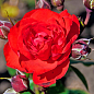 LMTD Троянда 2-х річна "Satchmo" (укорінений саджанець у горщику, висота 25-35см) купить