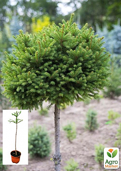 Ель европейская обыкновенная на штамбе (Picea abies) С2, высота 60-80см2
