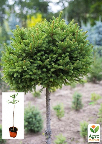 Ялина європейська звичайна на штамбі (Picea abies) С2, висота 60-80см