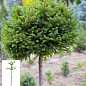 Ялина європейська звичайна на штамбі (Picea abies) С2, висота 60-80см