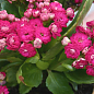 Каланхоэ Блоссфельда "Rose" (Kalanchoe Blossfeldiana) (Нидерланды)