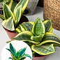 LMTD Сансевиерия "Golden Hahnii" высота растения 15-25см