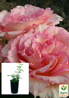 Троянда  в контейнері чайно-гібридна "Souvenir de Baden-Baden" (саджанець класу АА+) 2
