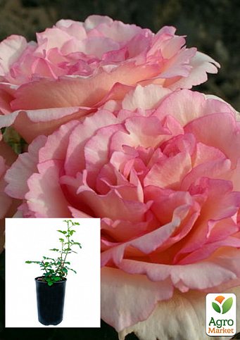 Троянда  в контейнері чайно-гібридна "Souvenir de Baden-Baden" (саджанець класу АА+) 