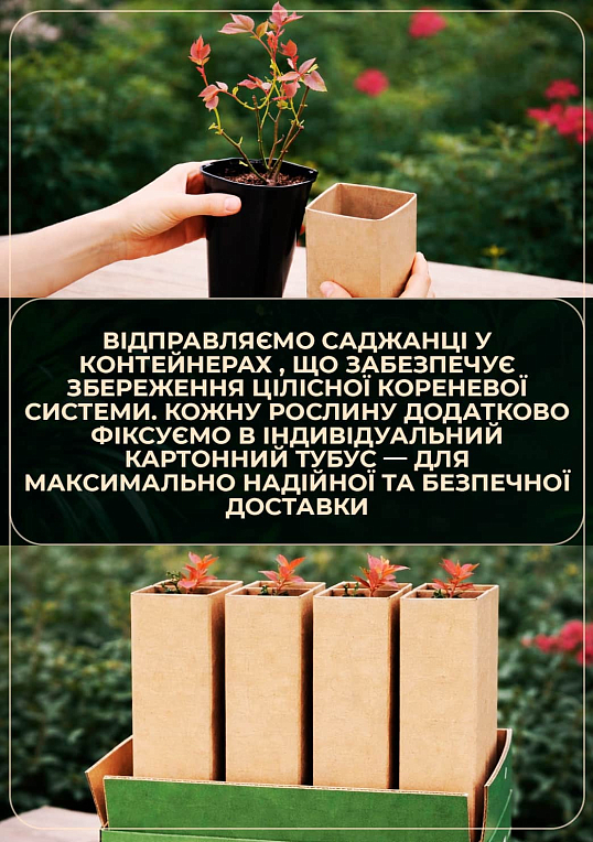 Роза почвопокровная "Скарлет" в контейнере, высший сорт - фото 4