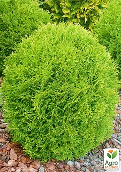 Туя західна "Danica" (Thuja occidentalis) С2, висота 15-20 см12