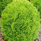 Туя западная "Danica" (Thuja occidentalis) С2, высота 15-20 см цена