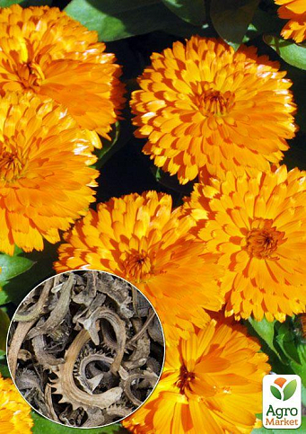 На развес Календула "Солнце Египта" ТМ "Весна" цена за 3г