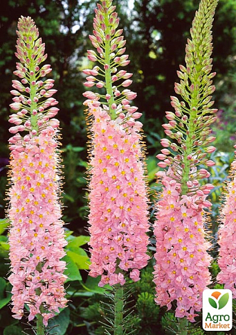 Еремурус "Roford"