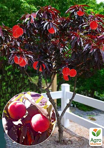 Нектарин колоновидный краснолистный "Honey Red"