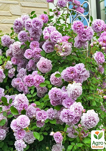 Роза плетистая "Indigoletta" (саженец класса АА+) высший сорт - фото 4