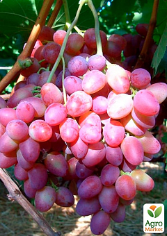 Виноград "Симпатия" (средний срок созревания, стабильный высокий урожай - более 6 кг с одного куста)2