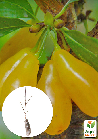 Кизил жовтий щеплений "Gold Star" саджанець 2 роки (ранній термін дозрівання, великоплідний)