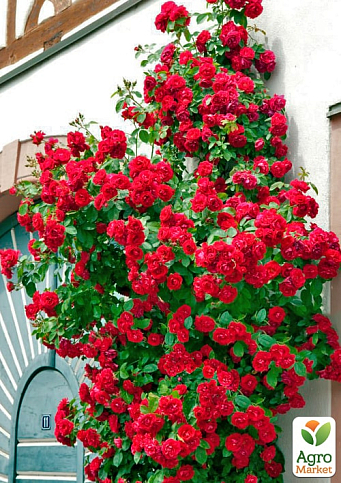 Троянда плетиста "Гранд Готель" (саджанець класу АА+) вищий сорт  - фото 5