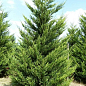 Купрессоципарис Лейланда (Cupressocyparis leylandii) С3, высота 40-60см