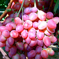 Виноград "Симпатія" (середній термін дозрівання, стабільний високий урожай - понад 6 кг з одного куща)