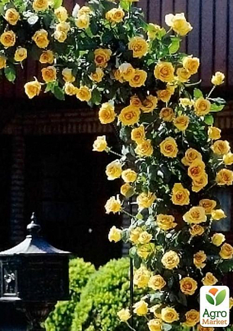 Троянда плетиста "Голден Гейт" (саджанець класу АА +) вищий сорт