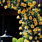 Роза плетистая "Голден Гейт" (саженец класса АА+) высший сорт