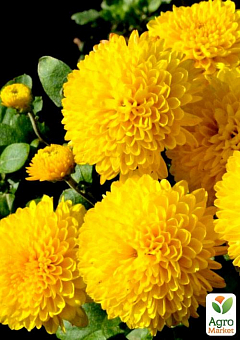 Хризантема корейська "Жовта" (вкоріненого живця висота 5-10 см)1