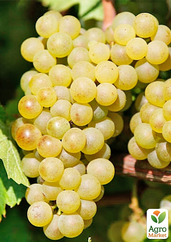 Виноград "Шардоне" (винний сорт, ранній термін дозрівання) - фото 3