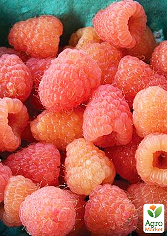 Малина "Double Gold" (ремонтантний великоплідний сорт американської селекції) 1-річний саджанець