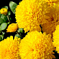Хризантема корейская "Желтая" (укорененный черенок высота 5-10 см)