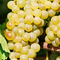 Виноград "Шардоне" (винний сорт, ранній термін дозрівання) цена