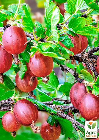 Крыжовник "Элегант" (средне-ранний срок созревания) - фото 4