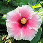 Гибискус комнатный "Grace 3" 