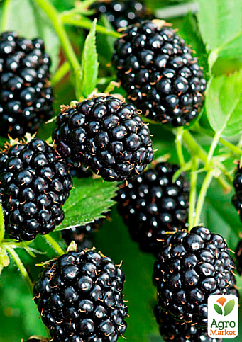 Ежевика ранняя крупноплодная "Карака Блэк" (Karaka Black®) - фото 4