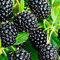 Ежевика ранняя крупноплодная "Карака Блэк" (Karaka Black®)