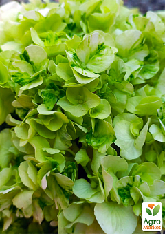LMTD Гортензия крупнолистная цветущая 3-х летняя "Bella Lime" (25-40см)1