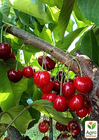 Черешня "Грейс Стар" (летний сорт, ранний срок созревания) - фото 2