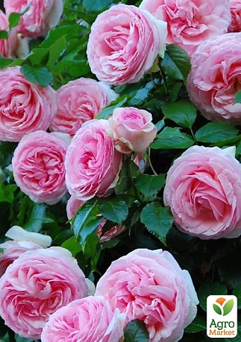 Троянда англійська плетиста "Pierre de Ronsard" (саджанець класу АА+) вищий сорт - фото 4